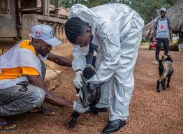 A Sierra Leone Red Cross Society volunteer helps local animal health authorities to conduct vaccination of animals against peste des petits ruminants (PPR) in Kambia.