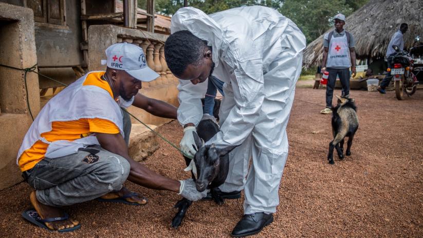 A Sierra Leone Red Cross Society volunteer helps local animal health authorities to conduct vaccination of animals against peste des petits ruminants (PPR) in Kambia.